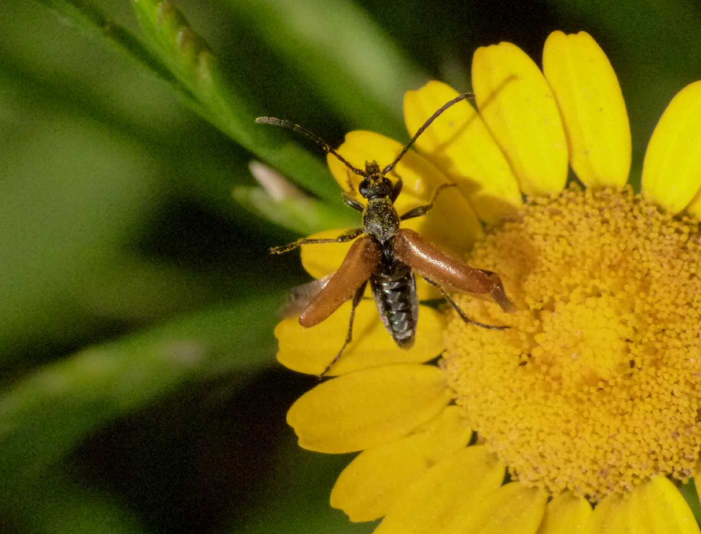 Pseudovadonia livida(?) in decollo